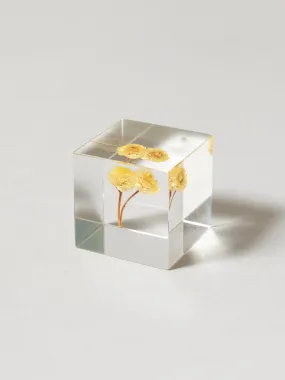 Sola Cube - Immortelle (Imōteru)